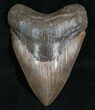 Great Megalodon Tooth - Ashepoo River, GA #5197-1